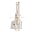 Life-Size Foot Joint Skeleton Model